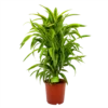 Dracaena Lemon Lime - Vertakt - Drakenbloedboom - P24 H110 - Kamerplant