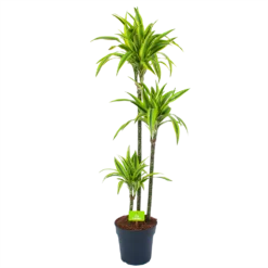Dracaena Lemon Lime - Op Stam - Drakenbloedboom - P24 H150 - Kamerplant