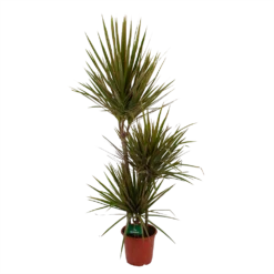 Dracaena Marginata Bicolor - Op Stam - Drakenbloedboom - P21 H125 - Kamerplant