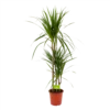 Dracaena Marginata Groen - Op Stam - Drakenbloedboom - P21 H125 - Kamerplant