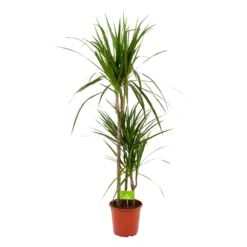 Dracaena Marginata Groen - Op Stam - Drakenbloedboom - P21 H125 - Kamerplant