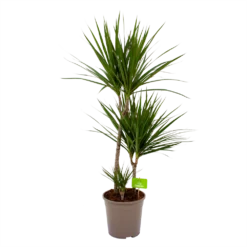 Dracaena Marginata Groen - Op Stam - Drakenbloedboom - P24 H120 - Kamerplant