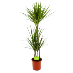 Dracaena Marginata Groen - Op Stam - Drakenbloedboom - P19 H120 - Kamerplant