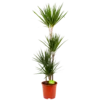 Dracaena Marginata Groen - Op Stam - Drakenbloedboom - P24 H150 - Kamerplant