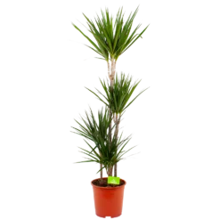 Dracaena Marginata Groen - Op Stam - Drakenbloedboom - P24 H150 - Kamerplant