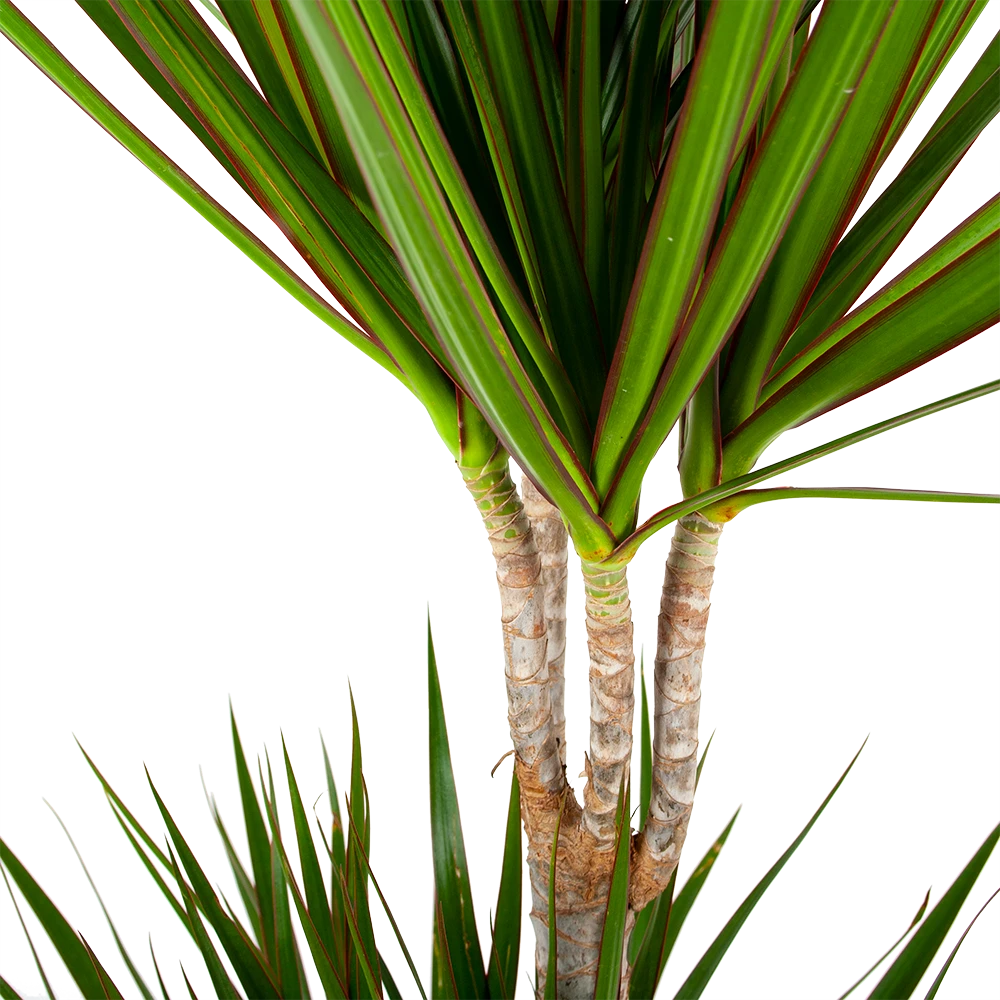 Dracaena Marginata Groen - Op Stam - Drakenbloedboom - P24 H150 - Kamerplant 2 Dracaena Marginata Groen - Op Stam - Drakenbloedboom - P24 H150 - Kamerplant - Afbeelding 2