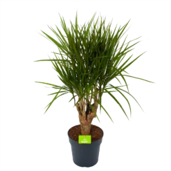 Dracaena Marginata Groen - Vertakt - Drakenbloedboom - P27 H120 - Kamerplant
