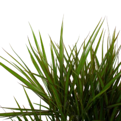 Dracaena Marginata Groen - Vertakt - Drakenbloedboom - P27 H120 - Kamerplant -Goedkope Tuinbenodigdheden winkel dracaena marginata groen vertakt drakenbloedboom p27 h120 6 3