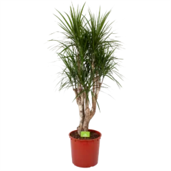 Dracaena Marginata Groen - Vertakt - Drakenbloedboom - P30 H140 - Kamerplant