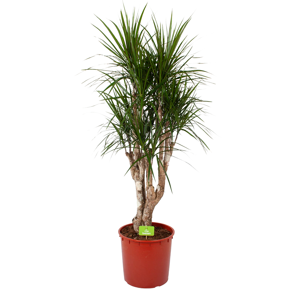 Dracaena Marginata Groen - Vertakt - Drakenbloedboom - P30 H140 - Kamerplant 1 Dracaena Marginata Groen - Vertakt - Drakenbloedboom - P30 H140 - Kamerplant