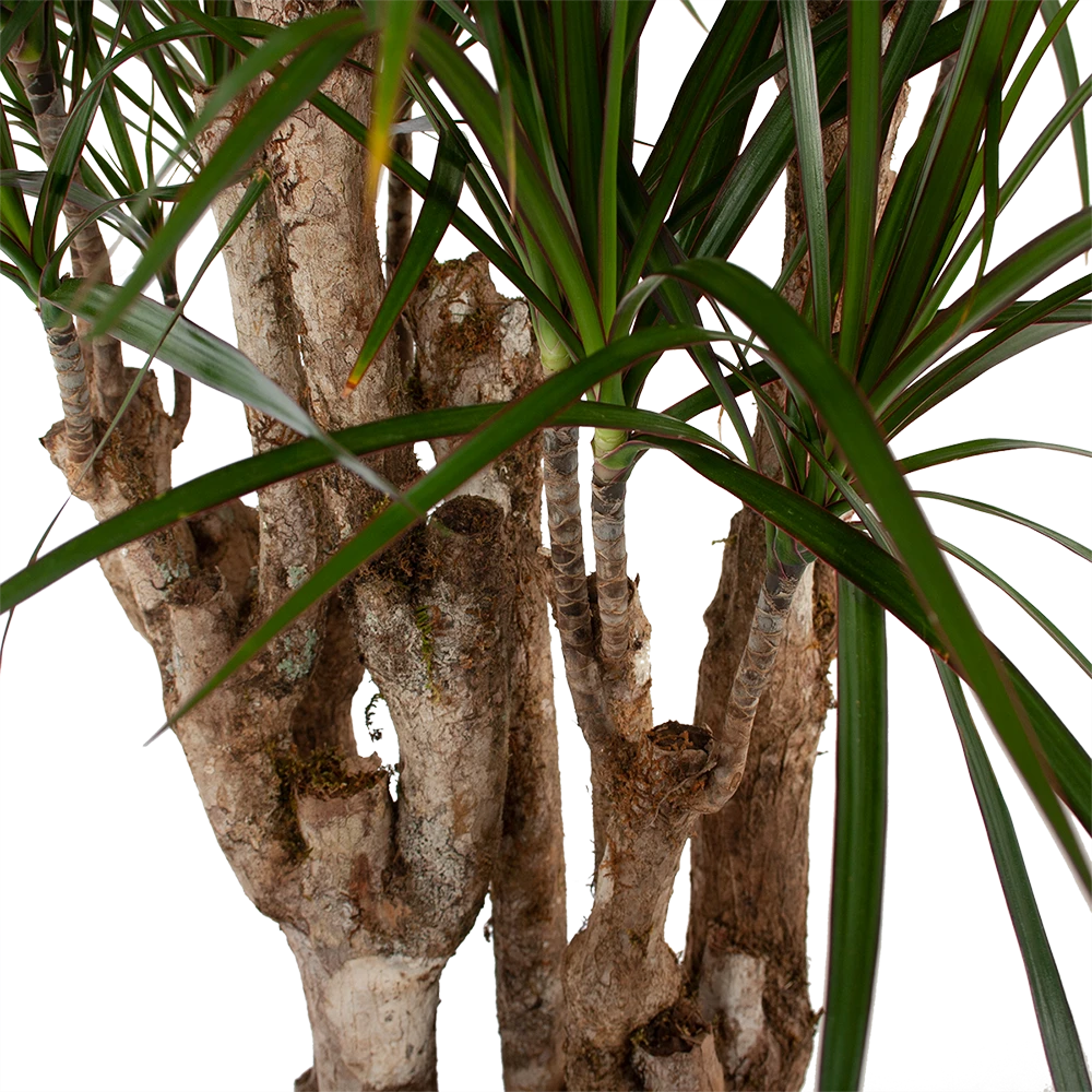 Dracaena Marginata Groen - Vertakt - Drakenbloedboom - P30 H140 - Kamerplant 2 Dracaena Marginata Groen - Vertakt - Drakenbloedboom - P30 H140 - Kamerplant - Afbeelding 2