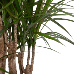 Dracaena Marginata Groen - Vertakt - Drakenbloedboom - P30 H140 - Kamerplant 6 Dracaena Marginata Groen - Vertakt - Drakenbloedboom - P30 H140 - Kamerplant -Goedkope Tuinbenodigdheden winkel dracaena marginata groen vertakt drakenbloedboom p30 h140 6