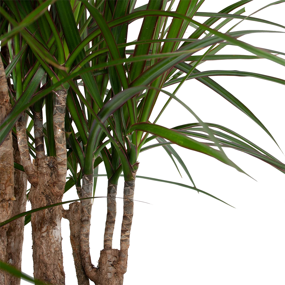Dracaena Marginata Groen - Vertakt - Drakenbloedboom - P30 H140 - Kamerplant 3 Dracaena Marginata Groen - Vertakt - Drakenbloedboom - P30 H140 - Kamerplant - Afbeelding 3