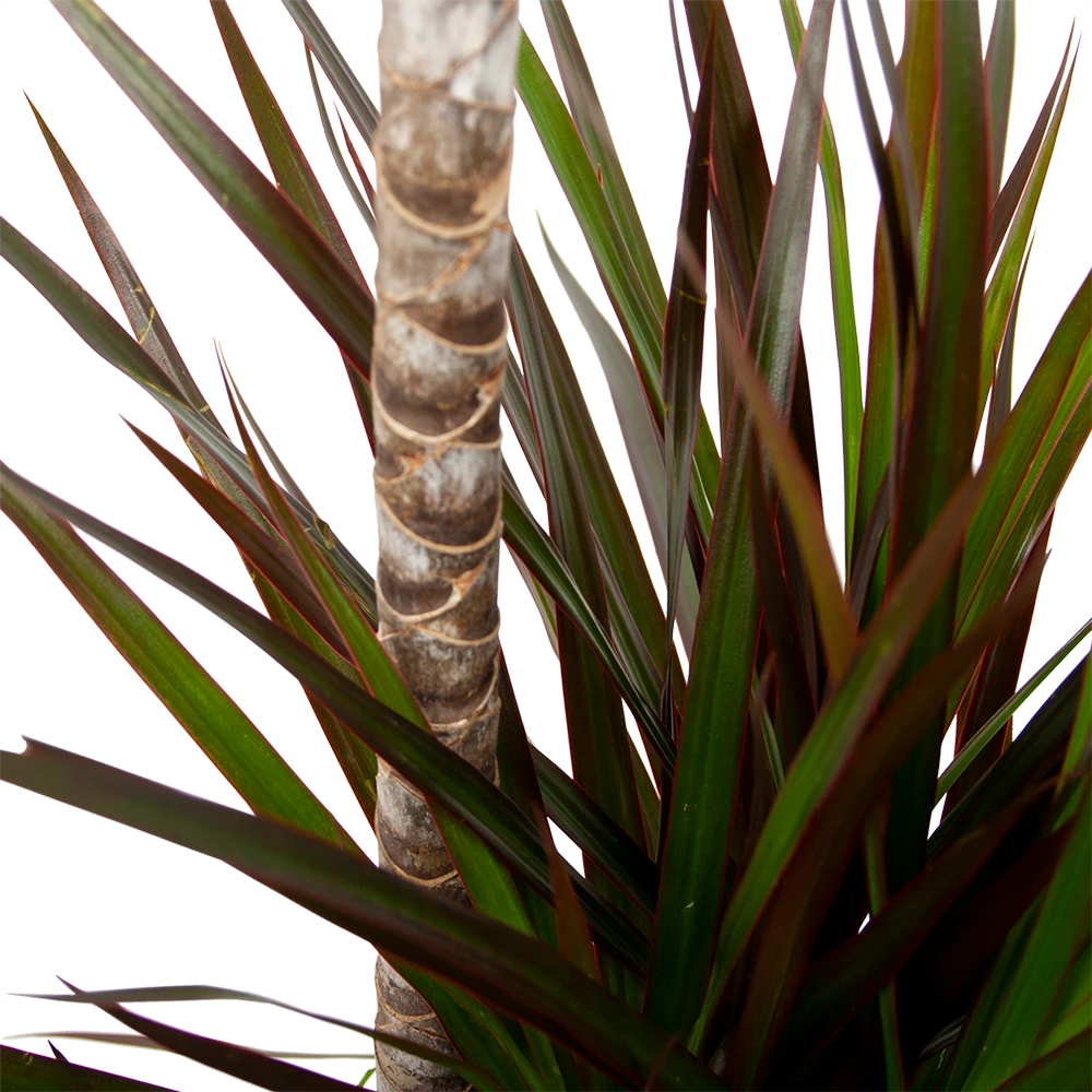 Dracaena Marginata Magenta - Op Stam - Drakenbloedboom-p24 H120 - Kamerplant 2 Dracaena Marginata Magenta - Op Stam - Drakenbloedboom-p24 H120 - Kamerplant - Afbeelding 2