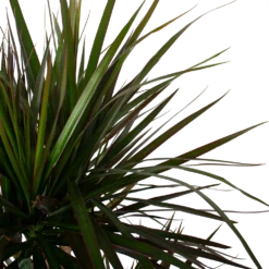 Dracaena Marginata Magenta - Op Stam - Drakenbloedboom - P27 H150 - Kamerplant -Goedkope Tuinbenodigdheden winkel dracaena marginata magenta op stam drakenbloedboom p27 h150 6