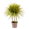 Dracaena Marginata Sunray - Op Stam - Drakenbloedboom - P21 H110 - Kamerplant