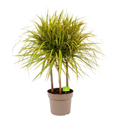 Dracaena Marginata Sunray - Op Stam - Drakenbloedboom - P21 H110 - Kamerplant