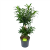 Dracaena Reflexa - Vertakt - Drakenbloedboom - P24 H90 - Kamerplant