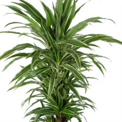 Dracaena Warneckei - Vertakt - Drakenbloedboom - P24 H110 - Kamerplant 5 Dracaena Warneckei - Vertakt - Drakenbloedboom - P24 H110 - Kamerplant -Goedkope Tuinbenodigdheden winkel dracaena warneckei vertakt drakenbloedboom p24 h110 kamerplant 3