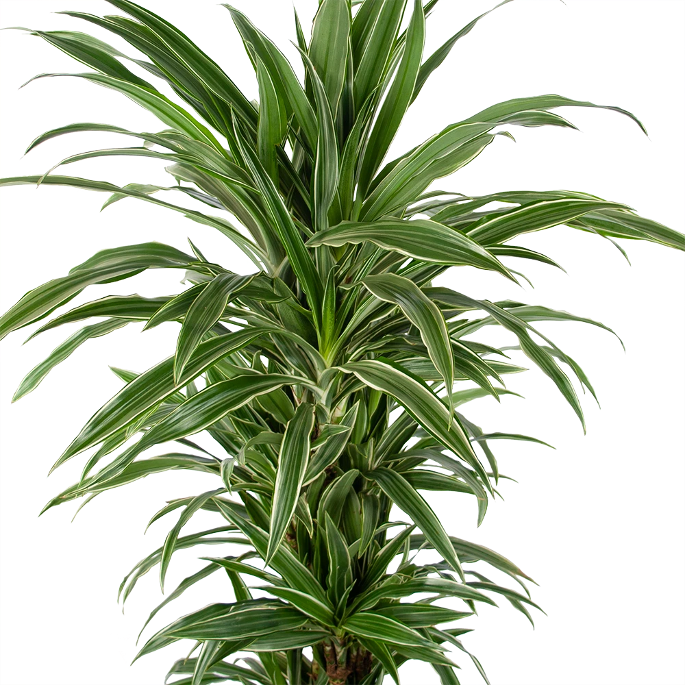 Dracaena Warneckei - Vertakt - Drakenbloedboom - P24 H110 - Kamerplant 2 Dracaena Warneckei - Vertakt - Drakenbloedboom - P24 H110 - Kamerplant - Afbeelding 2