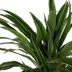 Dracaena Warneckei - Vertakt - Drakenbloedboom - P24 H110 - Kamerplant 6 Dracaena Warneckei - Vertakt - Drakenbloedboom - P24 H110 - Kamerplant -Goedkope Tuinbenodigdheden winkel dracaena warneckei vertakt drakenbloedboom p24 h110 kamerplant 4