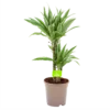 Dracaena White Stripe - Op Stam - Drakenbloedboom - P17 H65 - Kamerplant
