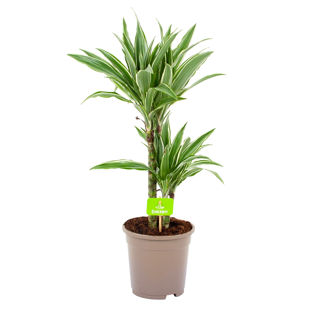 Dracaena White Stripe - Op Stam - Drakenbloedboom - P17 H65 - Kamerplant 1 Dracaena White Stripe - Op Stam - Drakenbloedboom - P17 H65 - Kamerplant