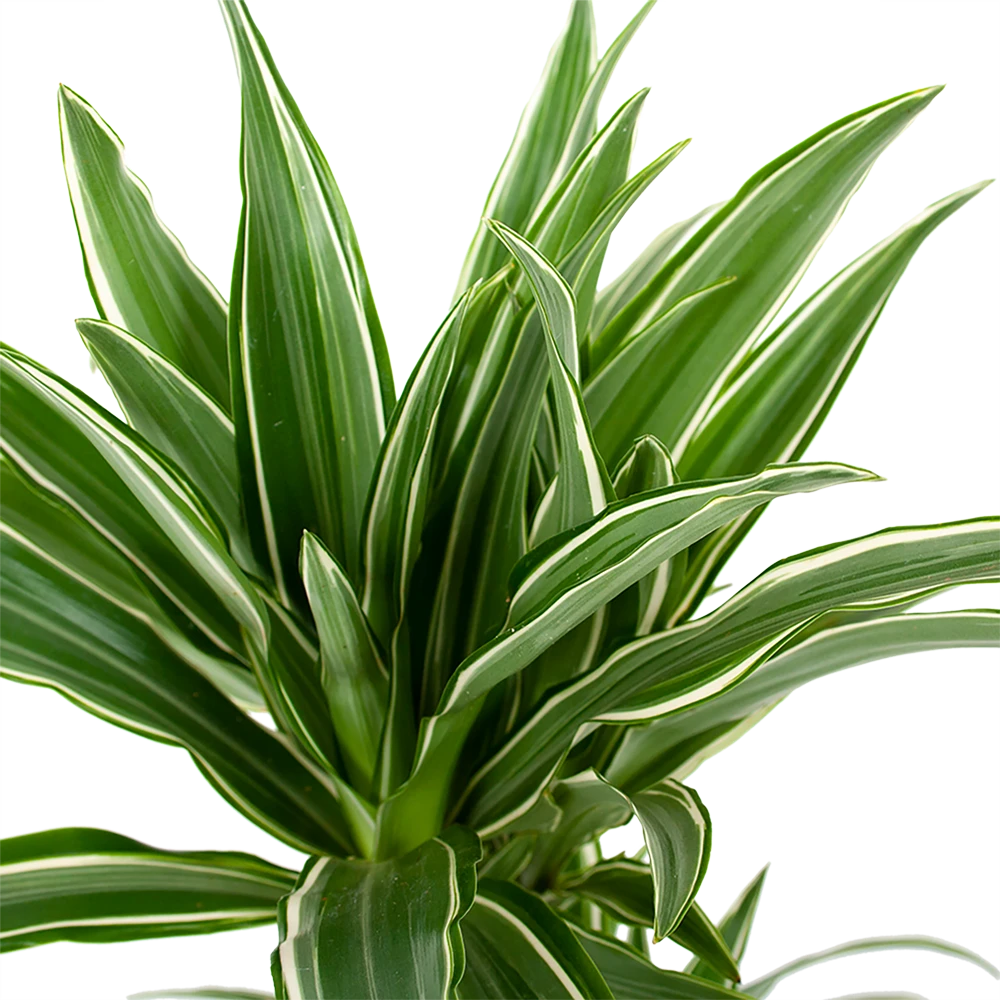 Dracaena White Stripe - Op Stam - Drakenbloedboom - P17 H65 - Kamerplant 2 Dracaena White Stripe - Op Stam - Drakenbloedboom - P17 H65 - Kamerplant - Afbeelding 2