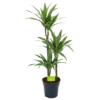 Dracaena White Stripe - Op Stam - Drakenbloedboom - P21 H100 - Kamerplant