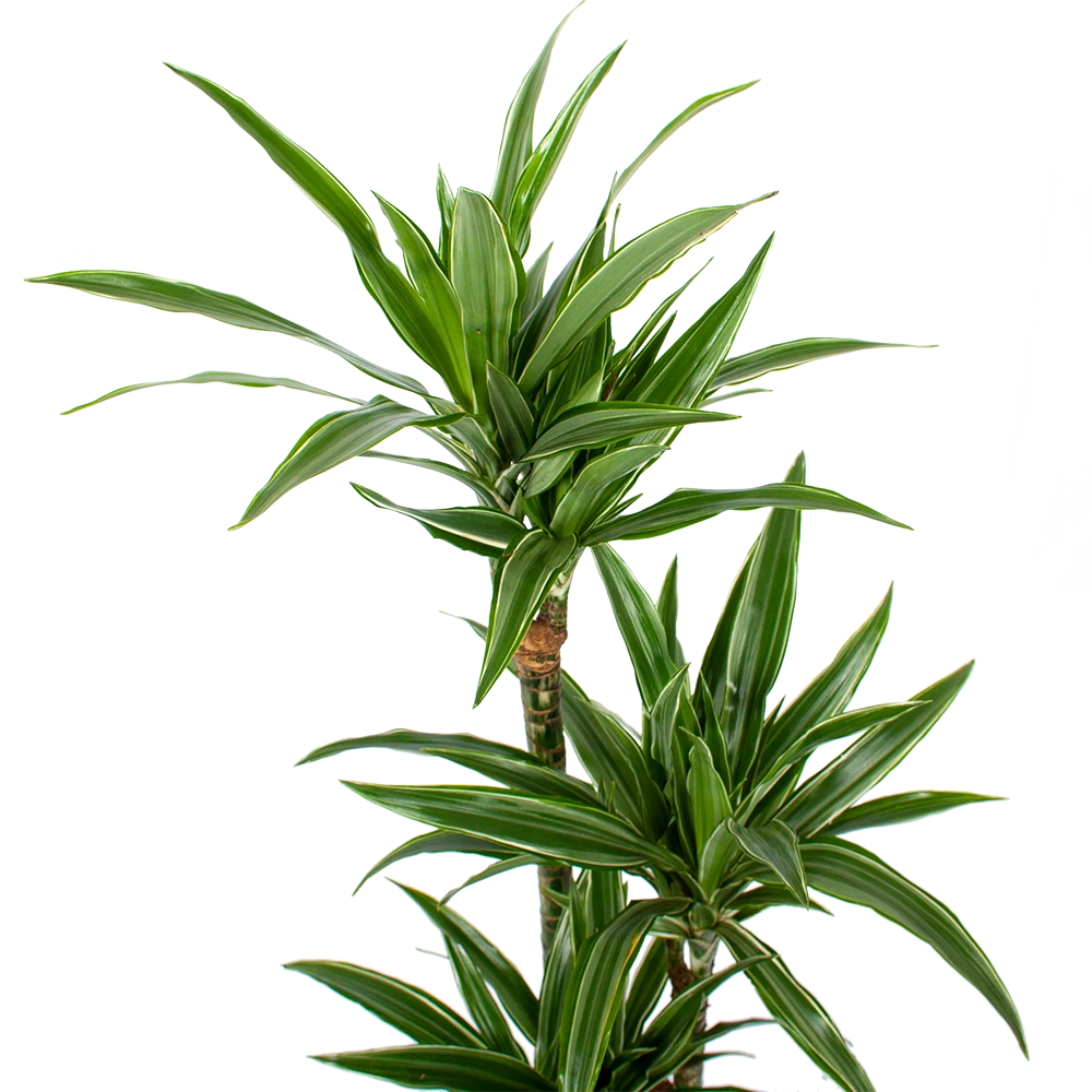 Dracaena White Stripe - Op Stam - Drakenbloedboom - P21 H100 - Kamerplant 2 Dracaena White Stripe - Op Stam - Drakenbloedboom - P21 H100 - Kamerplant - Afbeelding 2