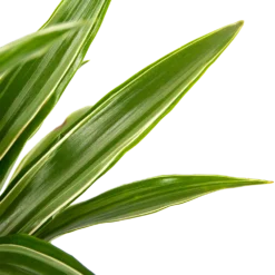 Dracaena White Stripe - Op Stam - Drakenbloedboom - P21 H100 - Kamerplant 6 Dracaena White Stripe - Op Stam - Drakenbloedboom - P21 H100 - Kamerplant -Goedkope Tuinbenodigdheden winkel dracaena white stripe op stam drakenbloedboom p21 h100 6 1