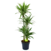 Dracaena White Stripe - Op Stam - Drakenbloedboom - P27 H150 - Kamerplant