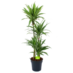 Dracaena White Stripe - Op Stam - Drakenbloedboom - P27 H150 - Kamerplant