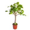 Ficus Altissima - Vertakt - P27 H130 - Kamerplant