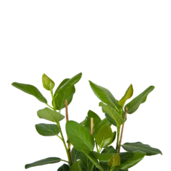 Ficus Benghalensis Audrey - Groene Vijg - Toef - P27 H80 - Kamerplant -Goedkope Tuinbenodigdheden winkel ficus benghalensis audrey groene vijg toef p27 h80 kamerplant 4