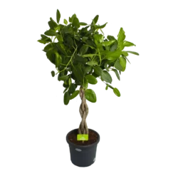 Ficus Benghalensis Audrey Op Gevlochten Stam - Groene Vijg - P40 H175 - Kamerplant