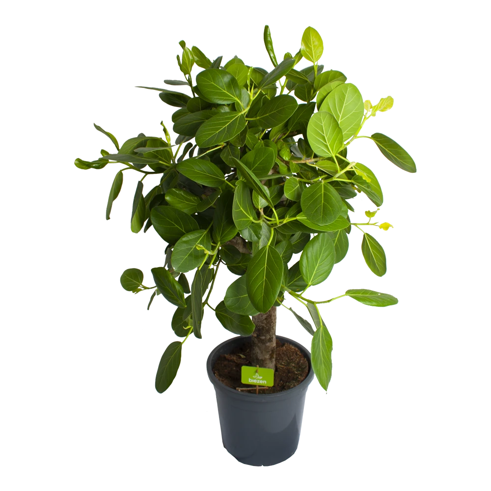 Ficus Benghalensis Audrey Op Stam - Groene Vijg - P31 H120 - Kamerplant 1 Ficus Benghalensis Audrey Op Stam - Groene Vijg - P31 H120 - Kamerplant