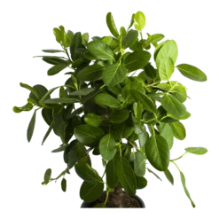 Ficus Benghalensis Audrey Op Stam - Groene Vijg - P31 H120 - Kamerplant 6 Ficus Benghalensis Audrey Op Stam - Groene Vijg - P31 H120 - Kamerplant -Goedkope Tuinbenodigdheden winkel ficus benghalensis audrey op stam groene vijg p31 h120 2