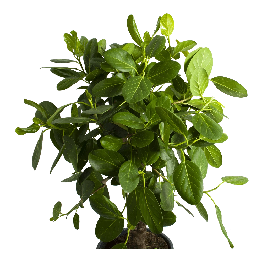 Ficus Benghalensis Audrey Op Stam - Groene Vijg - P31 H120 - Kamerplant 2 Ficus Benghalensis Audrey Op Stam - Groene Vijg - P31 H120 - Kamerplant - Afbeelding 2