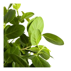 Ficus Benghalensis Audrey Op Stam - Groene Vijg - P31 H120 - Kamerplant 7 Ficus Benghalensis Audrey Op Stam - Groene Vijg - P31 H120 - Kamerplant -Goedkope Tuinbenodigdheden winkel ficus benghalensis audrey op stam groene vijg p31 h120 3
