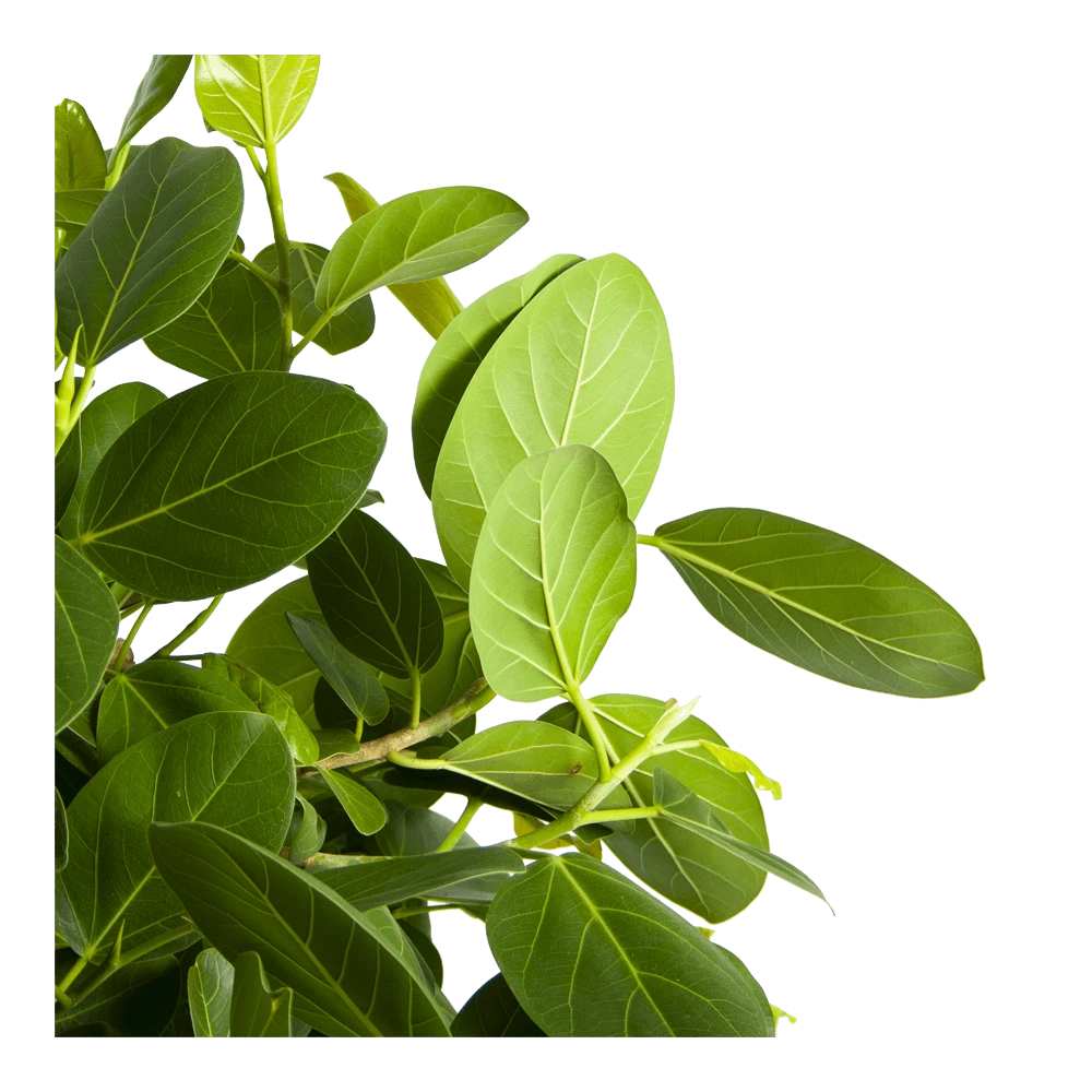 Ficus Benghalensis Audrey Op Stam - Groene Vijg - P31 H120 - Kamerplant 3 Ficus Benghalensis Audrey Op Stam - Groene Vijg - P31 H120 - Kamerplant - Afbeelding 3