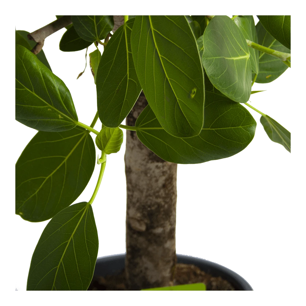 Ficus Benghalensis Audrey Op Stam - Groene Vijg - P31 H120 - Kamerplant 4 Ficus Benghalensis Audrey Op Stam - Groene Vijg - P31 H120 - Kamerplant - Afbeelding 4