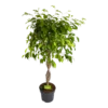 Ficus Benjamina Exotica Op Gevlochten Stam - Treurvijg - P24 H100 - Kamerplant