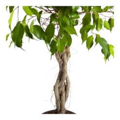 Ficus Benjamina Exotica Op Gevlochten Stam - Treurvijg - P24 H100 - Kamerplant -Goedkope Tuinbenodigdheden winkel ficus benjamina exotica op gevlochten stam treurvijg p24 h100 3