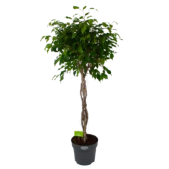 Ficus Benjamina Exotica Op Gevlochten Stam - Treurvijg - P27 H140 - Kamerplant