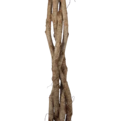 Ficus Benjamina Exotica Op Gevlochten Stam - Treurvijg - P27 H140 - Kamerplant -Goedkope Tuinbenodigdheden winkel ficus benjamina exotica op gevlochten stam treurvijg p27 h140 6