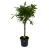 Ficus Binnendijkii Amstel King Op Stam - Treurvijg - P31 H140 - Kamerplant