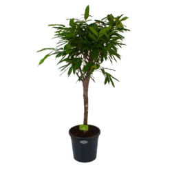 Ficus Binnendijkii Amstel King Op Stam - Treurvijg - P31 H140 - Kamerplant