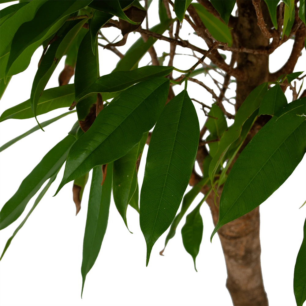 Ficus Binnendijkii Amstel King Op Stam - Treurvijg - P31 H140 - Kamerplant 2 Ficus Binnendijkii Amstel King Op Stam - Treurvijg - P31 H140 - Kamerplant - Afbeelding 2