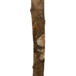 Ficus Binnendijkii Amstel King Op Stam - Treurvijg - P31 H140 - Kamerplant 6 Ficus Binnendijkii Amstel King Op Stam - Treurvijg - P31 H140 - Kamerplant -Goedkope Tuinbenodigdheden winkel ficus binnendijkii amstel king op stam treurvijg p31 h140 6